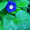 Morning glory