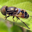 Hoverfly