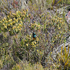 Orange-breasted Sunbird