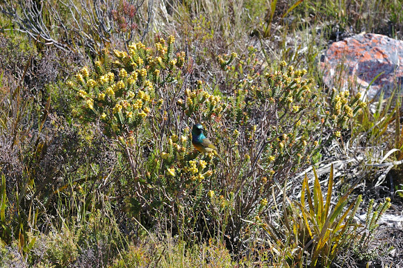 Spotting Image 1