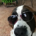 Saint Bernard 2