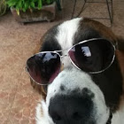 Saint Bernard 2
