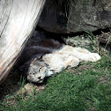 Canada Lynx