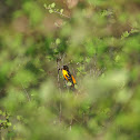 Baltimore Oriole