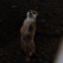 Meerkat