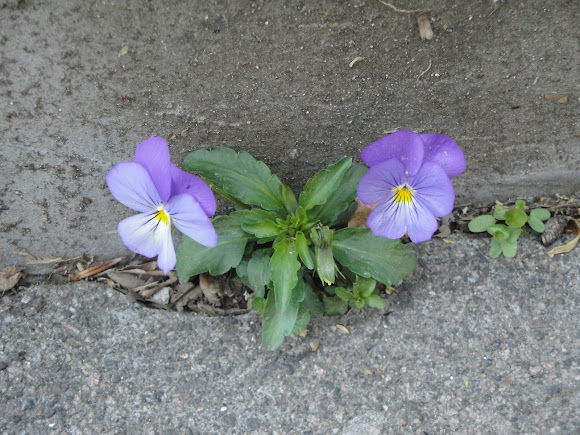 Spotting Image 1