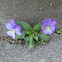 Violet