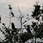 Great Cormorant