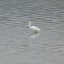 great egret