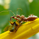 Spiny assassin bug