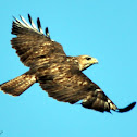Forest Buzzard