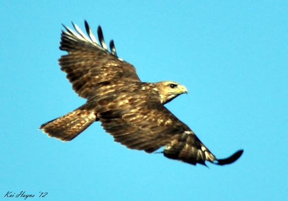 Spotting Image 1