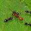 Ants