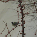 Unnamed spotting