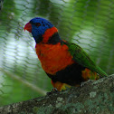 Rainbow Lorikeet