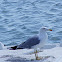 Yellow-Legged Gull