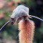 Fox Squirrel
