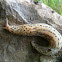 Leopard slug