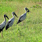 Asian Openbill Stork