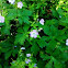 Meadow Cranesbill
