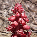 Snow Plant