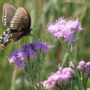 Spicebush Swallowtail