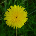 Diente de león. Dandelion