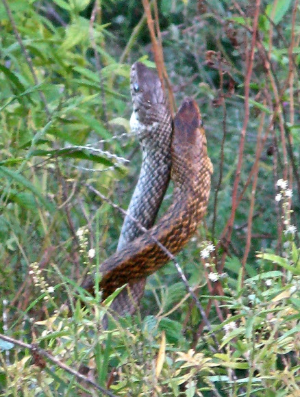 Spotting Image 1
