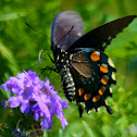 Pipevine Swallowtail