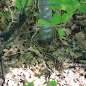 Eastern Garter Snake
