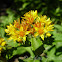 Hypericum