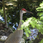 Sand hill Crane