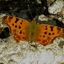 Eastern Comma Butterfly