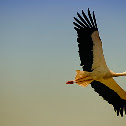 Cegonha