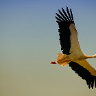 Cegonha