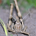 Garden Locust