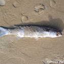 Golden grey mullet