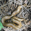 Rubber Boa
