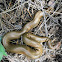 Rubber Boa