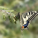 Old World Swallowtail