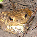 Common toad