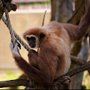 White handed gibbon