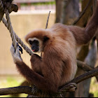 White handed gibbon