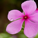Rose Periwinkle
