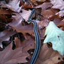 Common Garter Snake