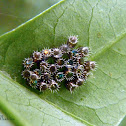 Spined Soldier Bug Eggs