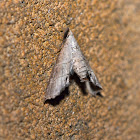 Snout Moth