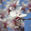 Magnolia