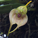 Masdevallia orchid