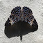 mariposa